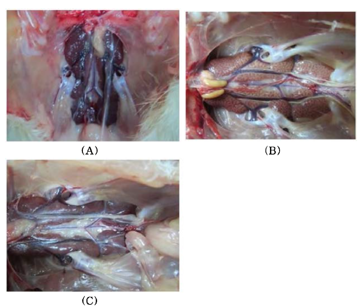 Gross lesions of kidney and oviduct SPF chickens infected with IBV isolate: (A) Normal kidney of control chicken (B) Swollen and pale kidney with urate deposition in the ureters (arrow) at 8 days pi. (C) Serous fluid accumulation in oviducts (arrow) at 12 days post inoculation (pi)