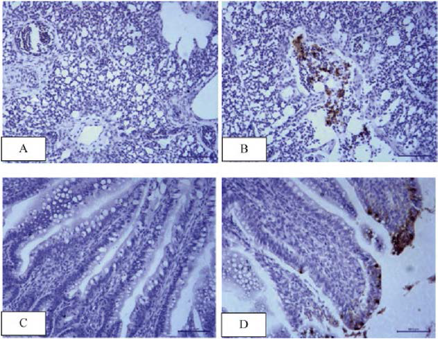 Immunohistochemistry of lung and jejunum in SPF chickens infected with IBV isolate at 4 days post inoculation: (A and C) mock-infected ; (B and D) IBS130/2015 infected