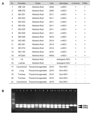 Detection and pathotype differentiation of Malaysian NDV isolates using duplex RT-PCR. A, lists of Malaysian NDV isolates; B, Result of agarose gel-electrophoresis using PCR products