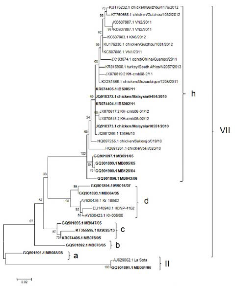 Phylogenetic tree of F gene of Malaysian NDV isolates. All NDVs except for MB061/06 isolate belonged to genotype VII in class II