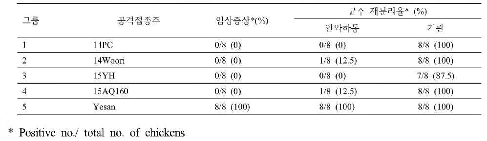 NAD의존성이 다른 국내 전염성코라이자 공격접종(n=5) 후 임상증상 및 균분리율 조사