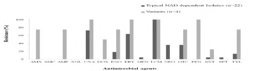 Antimicrobial resistance profiles of Av. paragallinarum isolates from chickens during 2011-2019. (Abbreviations: AMX， amoxicillin; AMC，amoxicillin-clavulanic acid; AMP, ampicillin; XNL， ceftiofur; CXA， cloxacillin; DOX， doxycycline; ENO，enrofloxacin; ERY，erythromycin; GEN，gentamicin; LCM，lincomycin; NEO，neomycin; OCT， oxyteracycline; PEN，penicillin; SXT，sulfamethoxazole-trimethoprime; SPT，spectinomycin; TYL，tylosin)