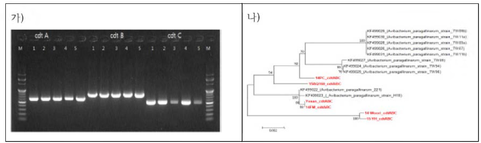 국내분리주(6주)의 cdt toxin gene 검사 결과(가) Lanes： M , 100bp DNA ladder marker； 1, Yesan, 2, 14PC； 3, 14Woori; 4, 15AQ160; 5. 15YH, 전염성코라이자 국내분리주(n=6)의 cdt toxin 유전자 분석 결과(나)