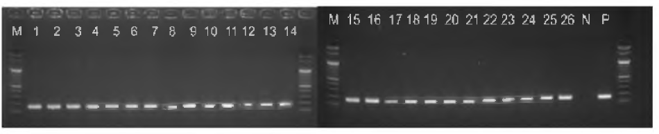 전염성코라이자 (Avibacterium paragallinaruni) 특이적인 PCR 적용결과， M，100 bp DNA ladder marker；1，표준주 221(A 혈청형); 2, 표준주 2671(B 혈청형); 3, 표준주 Modesto (C 혈청형); 4-22, 국내분리주 Typical strain (NAD 의존형): 23~25，국내 변이주 (NAD 비의존형); 26，국내변이주 (NAD 의존형); 27，Negative control； 28, P (Positive control，ATCC26545)