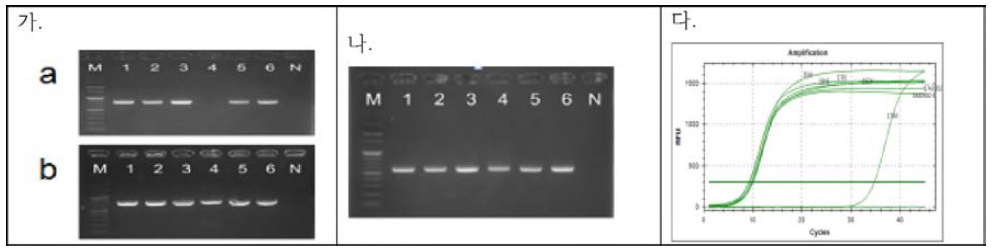 국내분리 ORT균주(n=7)에 대한 유전자검사 결과, 가) 16S rRNA gene, a: 조건(Veterinary Research Forum 7(4) 341-346, 2016), b: Avian Diseases 56, 654-658, 2012, 나) rpoB gene (조건: BMC Microbiology 19:31, 2019). Lane 1, 01642; 2, 15CY; 3, 16JH; 3, 4, 17JM; 5, 18R072; 6, 19AD039) 다). 국내분리 ORT균주에 대한 실시간 유전자 검사법(SYBR Green) 적용 결과