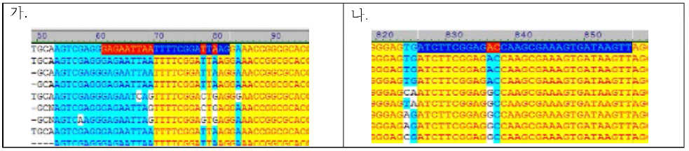 현재사용중인 16S rRNA gene의 ORT 프라이머 염기서열부위 (가, 16S rRNA gene의 Forward부위; 나, 16S rRNA gene 의 reverse 부위)