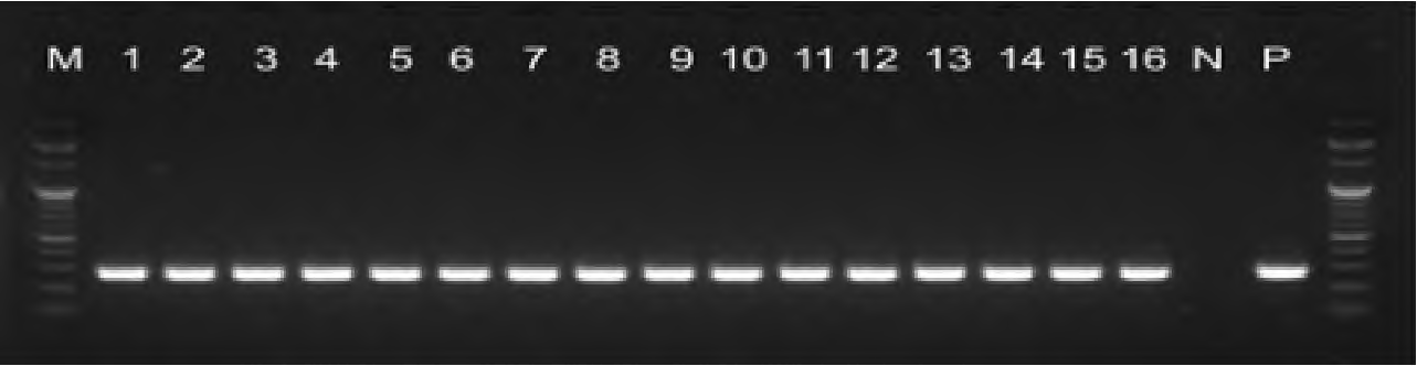 ORT 특이적인 PCR 적용결과. M，100 bp DNA ladder marker; 1 ~ 16, 국내 ORT 분리주, 17 Negative control； 18 P，Positive control (ATCC 51463)