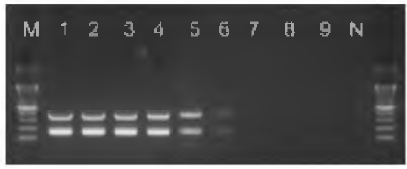 전염성코라이자，ORT감염중 항원 duplex PCR 결과: 전염성코라이자 표준주(221)와 ORT 표준주(ATCC51465)의 농도별 반응결과，M，100 bp DNA ladder marker； 1，10ng/ul； 2，lng/ul； 3，10_1ng/ul； 4，10-2ng/ul； 5，10_3ng/ul，6，10-4ng/ul； 7. 10_5 ng/ul； 8, 10-6ng/ul： 9，10-7ng/ul； 10，N： Negative control