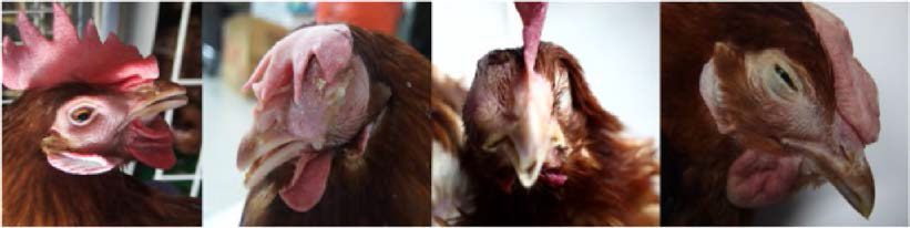 Moderate to severe facial edema with prominently infraorbital or wattle swelling in infectious coryza infected chickens