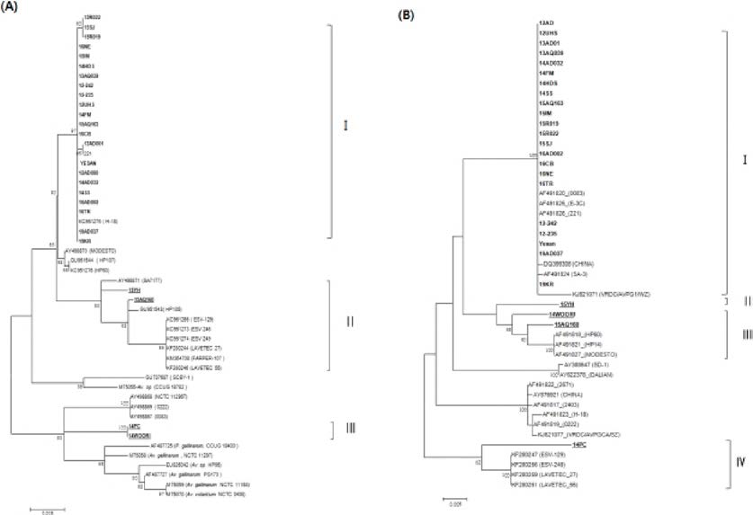 Phylogenetic tree from 26 strains of Av.paragaUinarum isolated from chickens in Korea, A tree was constructed using the maximum likelihood method of MEGA6 software based on the nucleotide sequences of 16S rRNA (A) and Hag A gene (B)