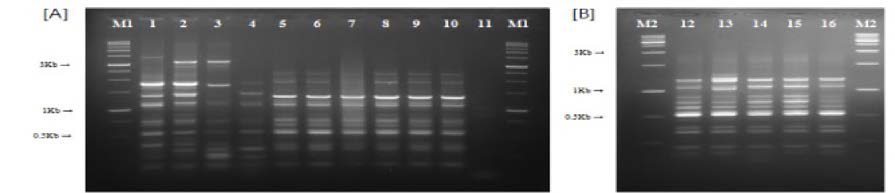 국내분리 주의 ERIC-PCR 밴드 패턴. Samples were loaded, on the 1.5% agarose gel with. GeneDiraX ® 1Kb DNA. Ladder (Ml; a) and Ehzynamics lkb DNA Ladder Marker (M2; b). Fig. 1(a), Examples of ERIC-PCR patterns obtained using crude lysate as the DNA. template. lane 1 14PC (patter II); lane 2 14Woori (pattern III); lane 3 15YH (pattern Ⅵ) ; lane 4 15AQ160 (patter IV); lane 5 Yesan (pattern I); lane 6 DHS (pattern I); lane 7 13AD001 (pattern I); lane 8 14FM (pattern I); lane 9 15R019 (pattern I); lane 10 16AD002 (pattern I); lane 11 negative control. Fig. 1(b) Two ERIC-PCR. patterns among typical Korean field isolates in 2015 (n=5) using using crude lysate as the DNA template, lane 12. 15R019 (pattern I); lane 13. 15AQ163 (pattern V); lane 14 15R022 (pattern I); lane 15 15SJ (pattern I); lane 16. 15IM (pattern I)