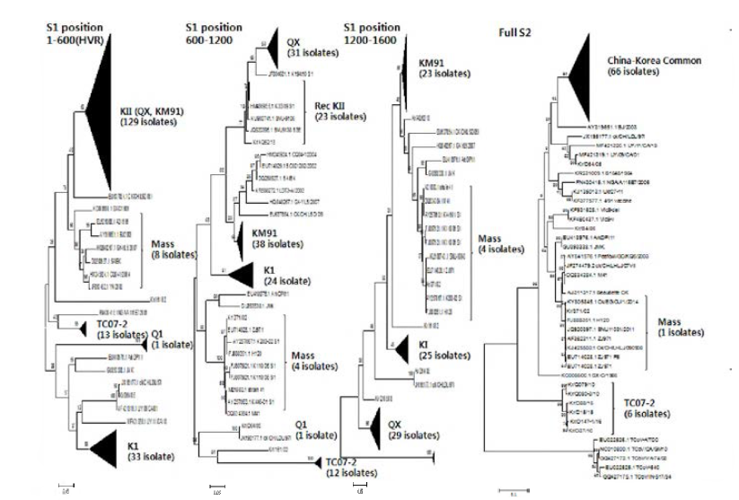 Phylogenetic tree of S gene of Korean isolates based on the S1 and S1 sequences