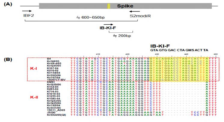 Differential detection of respiratory type Korean IBV from nephropathogenic type IBVs by nested RT-PCR (A) Schematic diagram of primer binding sites on Spike gene of IBV and amplification product size (B) Comparison of nucleotide sequences of the Spike gene. Deletion region is corresponding to the respiratory type IBV specific primer binding site