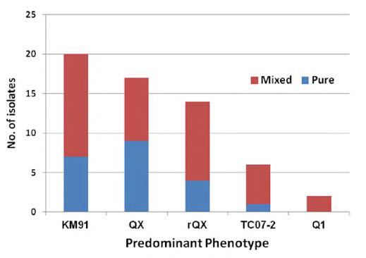 Heterogeneity of non-respiratory genotype IBVs