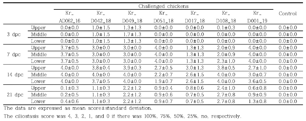 Tracheal ciliostasis scores for 1-week-old SPF chickens challenged with QX/rQX virus