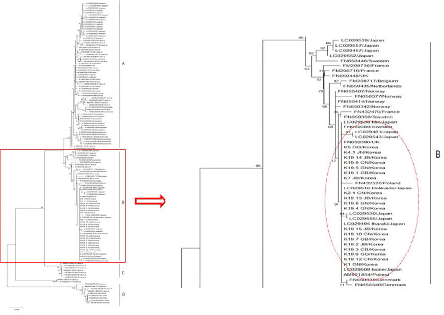 Phylogenetic tree constructed with the nucleotide sequences of the mitochondrial COI region using the neighbor-joining method