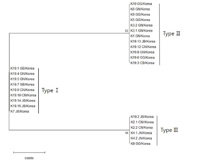 Phylogenetic tree constructed with the nucleotide sequences of the nuclear internal transcribed spacers(ITS) region using the neighbor-joining method