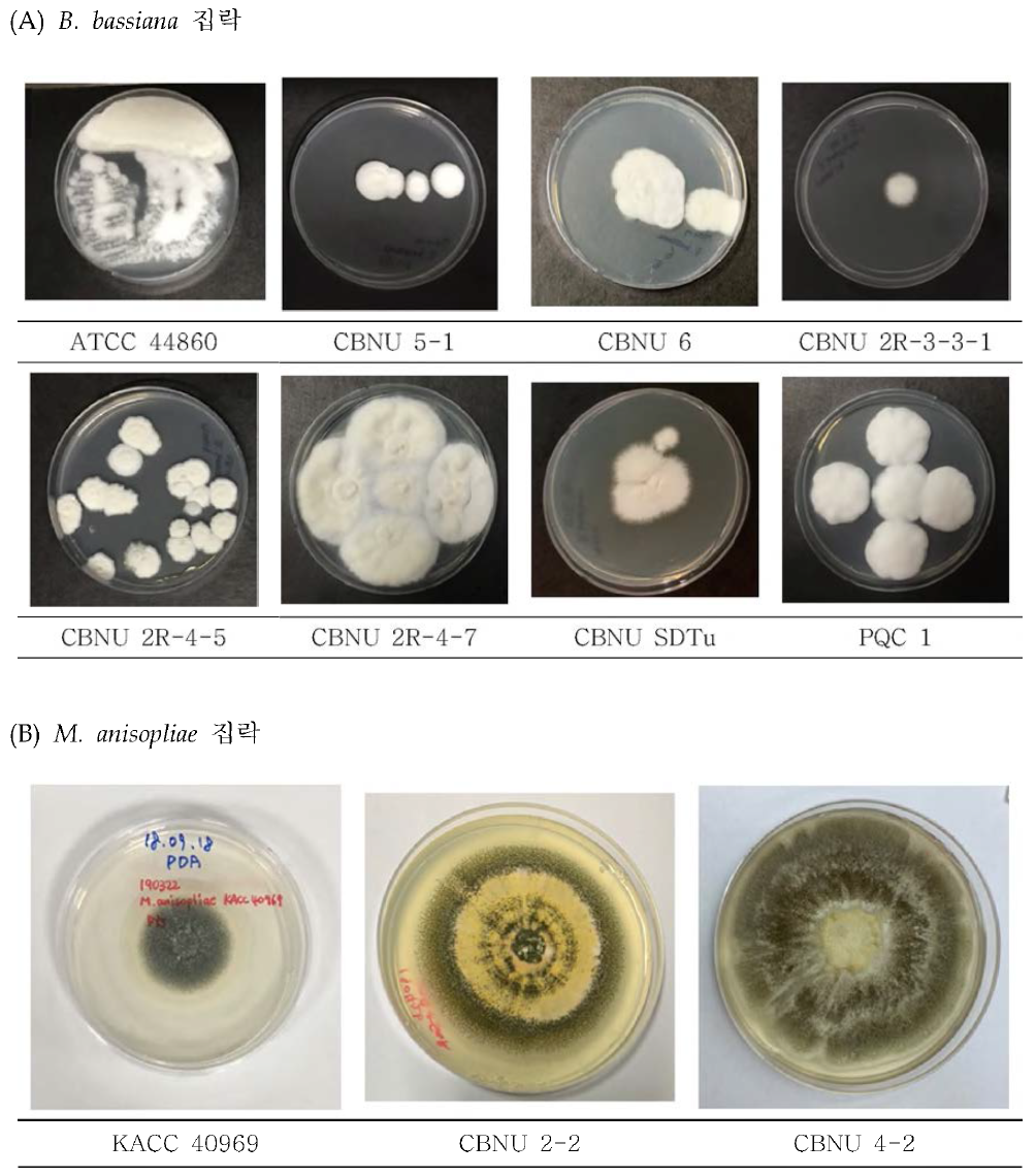 곰팡이 배양균주 별 집락의 형태학적 비교