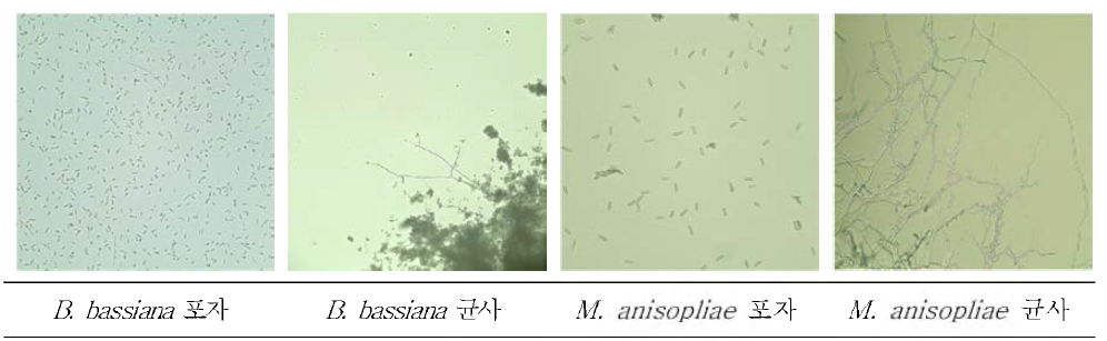 곰팡이 배양균주의 포자 및 균사 형태 (400배 배율로 관찰)