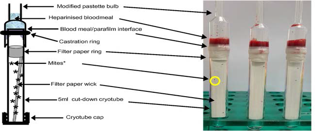 닭진드기의 in vitro feeding device ((좌)K . Bartley 등, Identification and evaiuation of vaccine candidate antigens from the poultry red mite(Dermanyssus gallinae), Int. J. Parasitol. 45(2015) 819-830), (우) 실험실 내 배양 사진)