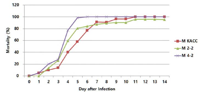 M. anisopliae에 의한 닭 진드기의 치사율(%) ※ 치사율 (Mortality rate(%)) = [(실험치사율-대조군치사율) / (10C)-대조군치사율) x100] (아보트공식 적용)