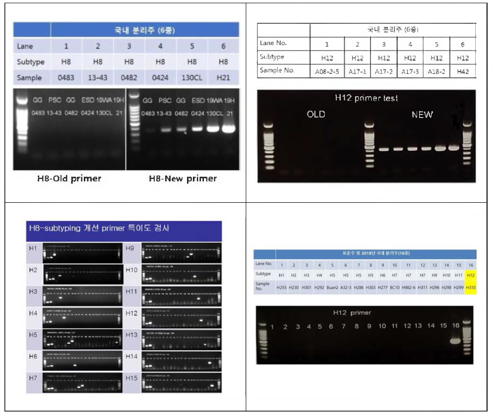 HA 아형(H8 & H12) 특이 프라이머의 개발 및 RT-PCR 평가 결과
