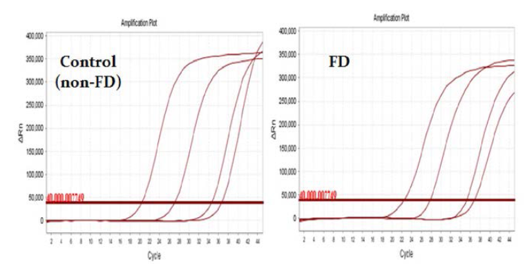 반응 시약 동결건조(FD)에 따른 실시간 유전자 검사 효율 실험