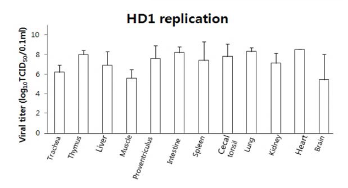 닭에서의 HD1(H5N6)바이러스 감염에 따른 기관내 바이러스 증식