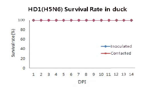 HD1(H5N6) 바이러스 감염에 따른 오리 생존율
