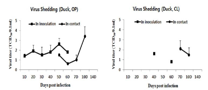 오리에서의 HD1(H5N6) 바이러스 감염에 따른 바이러스 배출 추이
