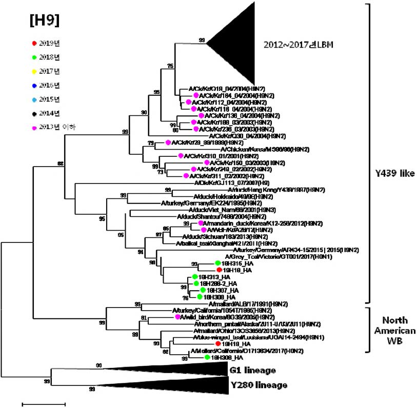 저병원성 H9형 바이러스 HA 유전자 계통발생학적 분석