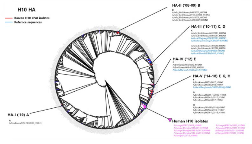 국내 분리 H10형 바이러스의 HA 유전자 계통발생학적 분석 결과(RAxML)