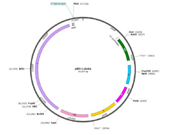pBR322-LaSota full length cDNA 제한효소 지도