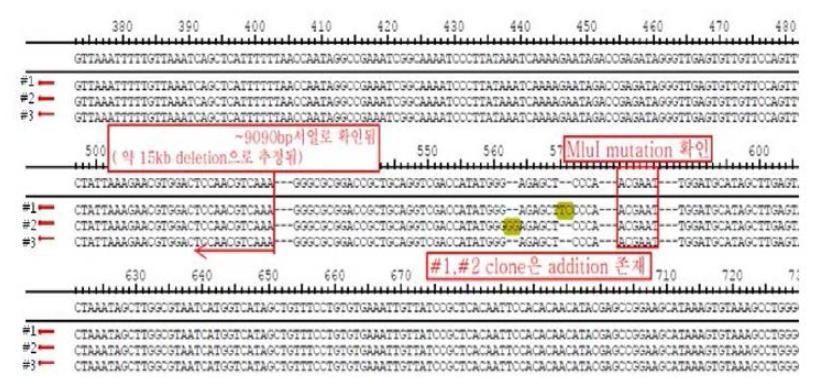 Mlul mutagenesis이 된 3개 clone(#l , #2, 社3)의 염기서열 분석