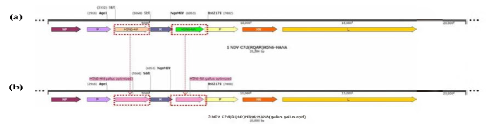 The construction of C7d/H5N6-opti HANA transcription vector