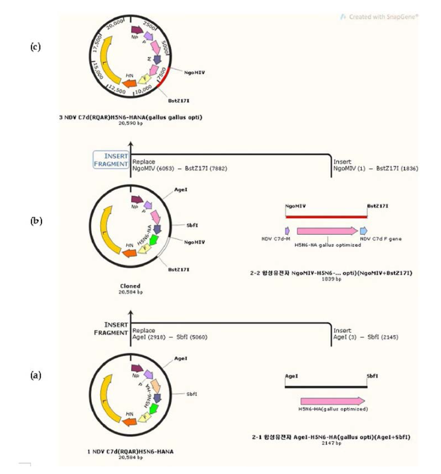 Schematic diagram of full length cDNA of NDV(C7d) and reverse genetic system to rescue recombinant NDVs