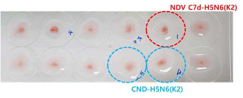 CEK 초대세포 배양액에서 닭혈구응집반응을 통한 재조합바이러스 작출 확인