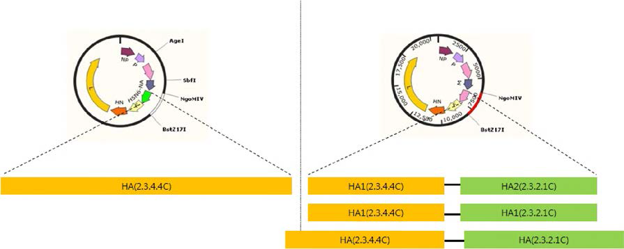 Chimeric HA 유전자 모식도