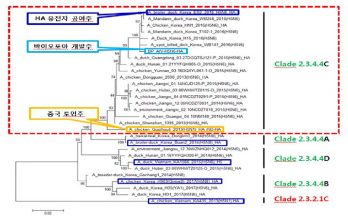 AI 항원뱅크 비축 백신주(파란색 네모박스), 본 연구의 HA 공여주, 바이오포아 개발주 및 중국 도입주의 계통학적 근연관계 분석(파란색 네모: AI5항원뱅크 비축 항원)