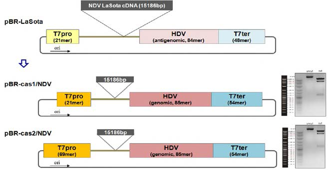 Transcription vector 개선 및 full length cDNA 클론제작