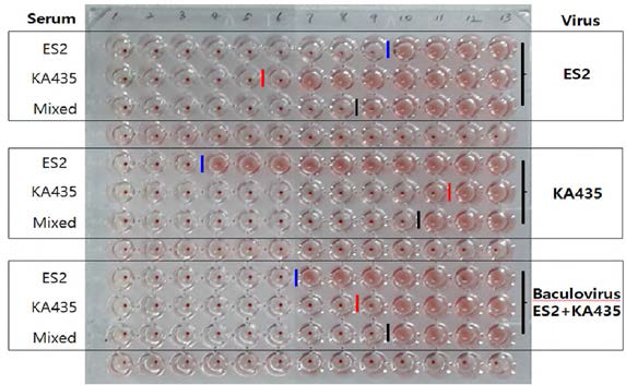ES2 및 KA435 고도면역 혈청을 이용한 교차 HI 시험 결과