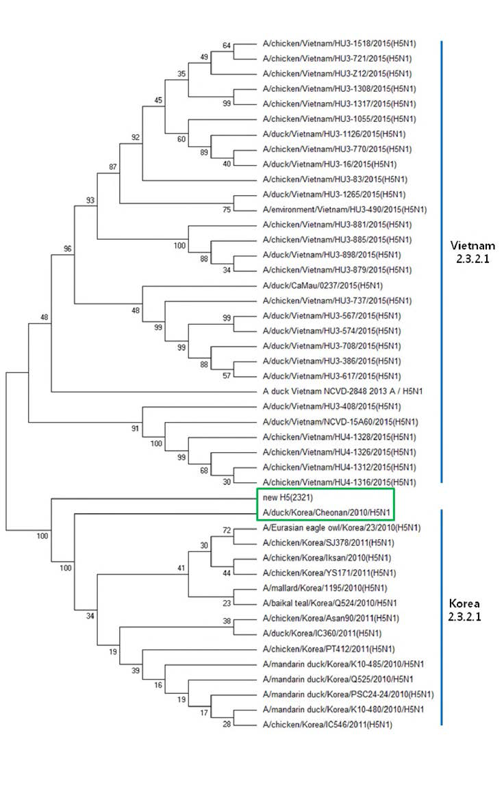 H5형 신규 라이브러리 구축 바이러스의 HA유전자 phylogenetic tree