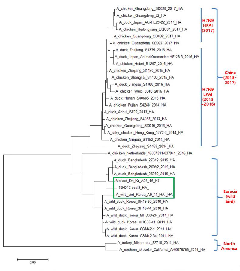 H7형 라이브러리 구축 바이러스(A05, A09, H12)의 HA유전자 phylogenetic tree