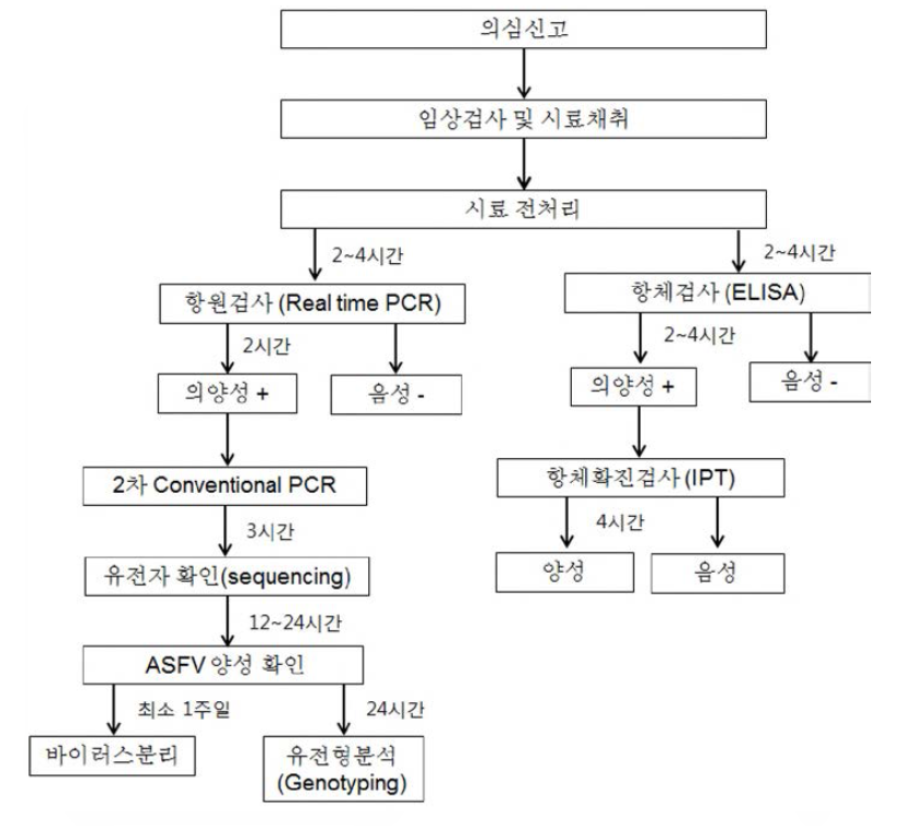 아프리카돼지열병 진단 모식도