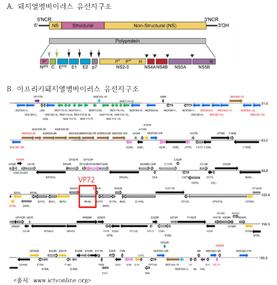 돼지 열병바이러스 및 아프리카돼지 열병바이러스 구조