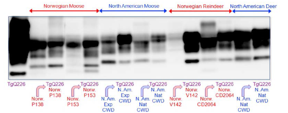 CWD 감염 사슴류 및 감염 마우스에서 면역블로팅 결과