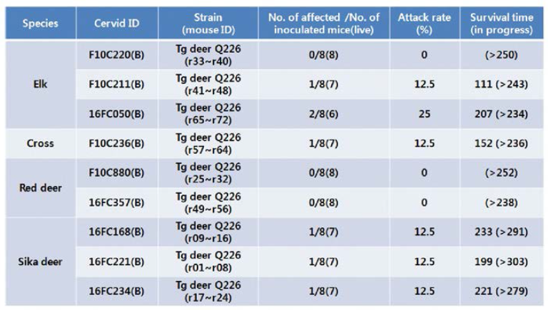사슴(Q226) 프리온 과발현 형질전환 마우스 접종현황(‘19.11.20현재)
