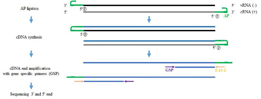 SFTSV 유전체 분절의 3´: 5´ 말단 염기서열 분석 모식도. vRNA ：viral RNA, -ve sense；cRNA : complementary RNA, +ve sense；AP : anchor primer；GSP : gene sepcific primer