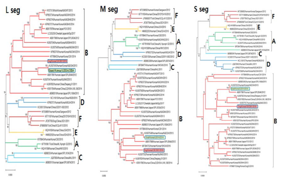 동물유래 국내분리 SFTSV 유전자 분절 근연관계 분석 결과. 검역본부 확보 동물유래 국내분리주 2주(Goat/Korea/U2 14/2 14, Dog/Korea/CBCB l/2 18)의 3 개 분절은 모두 유전형 B형으로 분류