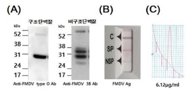 바이오리액터 제조 O형 보은주 바이러스 상층액의 항원 확인 (A) 구조단백질과 비구조단백질 웨스턴블로팅 (B) 구제역바이러스 O형 항원 검출 간이키트 (C) 146S 항원 함량